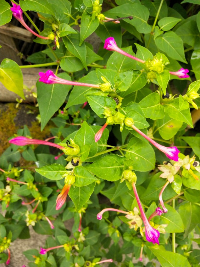 （紫茉莉）植物界中最好的首饰