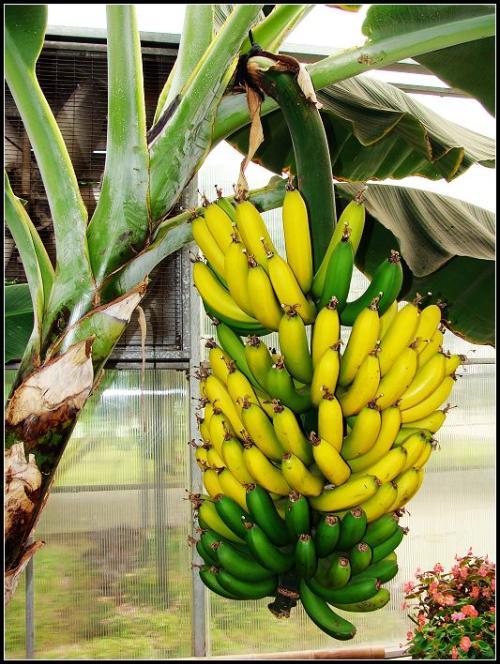 屋顶花园的香蕉种植技术,香蕉如何种植短视频