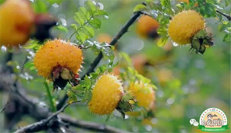 助农团团丨刺梨产业巡礼②：金秋十里沟，硕果满枝头