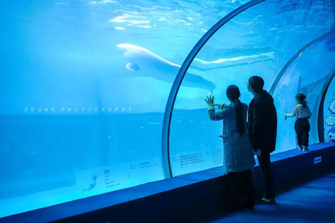 「亲子游」与万千海洋动物一起，夜宿探索极地海洋之美