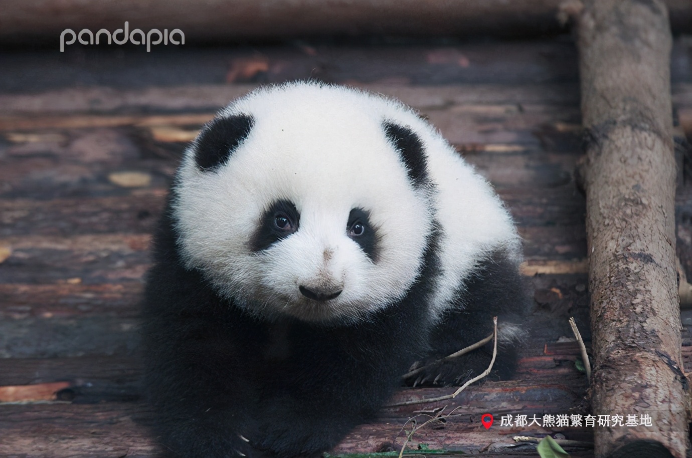 滚滚大熊猫可爱,可爱大熊猫滚滚