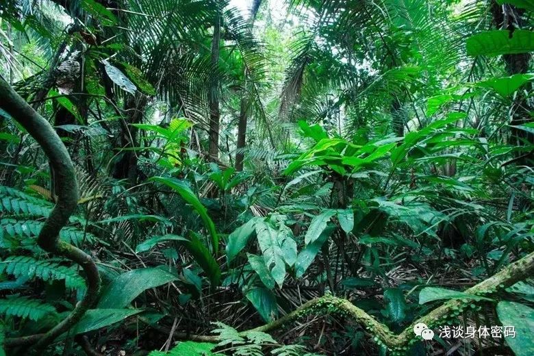 草丛杀手是什么,草丛里的蜱虫是什么