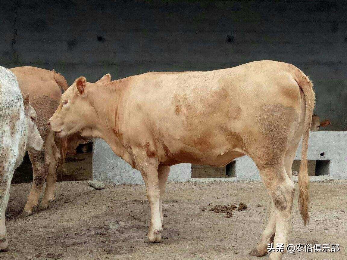 多省爆发牛皮肤病,三伏天不建议买牛,这些建议值得养牛人借鉴