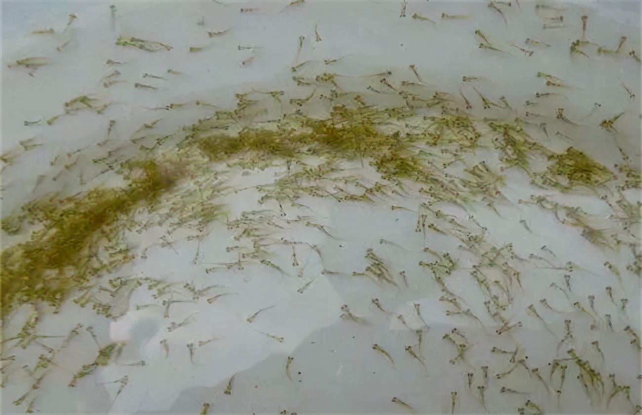 土塘水花鱼苗培育成活率,水花鱼苗养殖投喂什么饲料