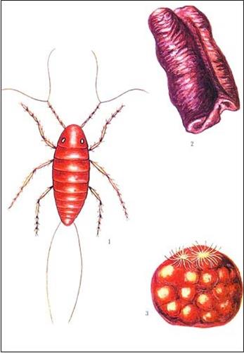 益虫有哪些图片大全,益虫有哪些昆虫怎么画
