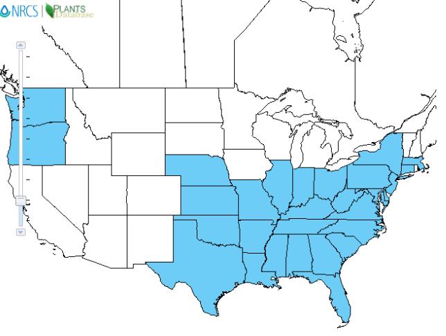葛根在美国泛滥成灾,入侵美国的葛藤