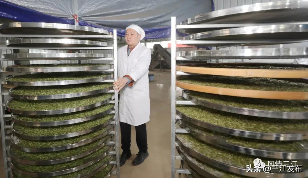 侗乡赶制早春茶,春茶上市喝真茶还是套路