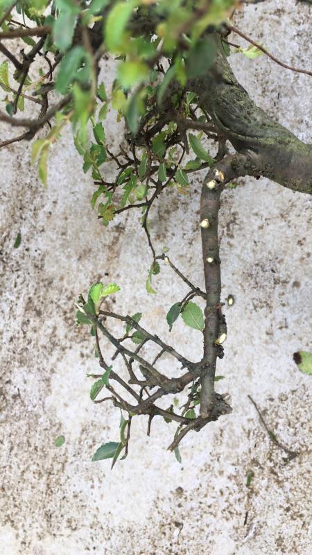 苹果盆景修剪技巧图解,新手也能学会的修剪盆景技巧