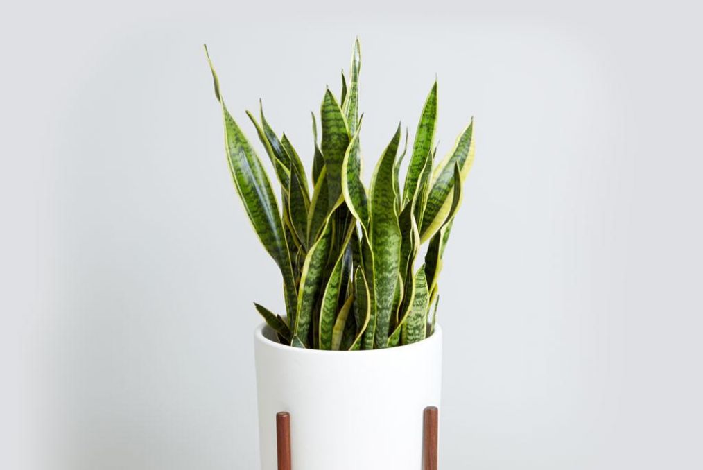 新装修的房子放什么植物去甲醛好,新装修的房子什么植物可以去甲醛