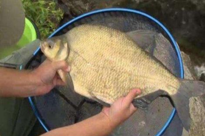 钓鳊鱼的最好方法和技巧,钓鳊鱼的最佳时间和方法