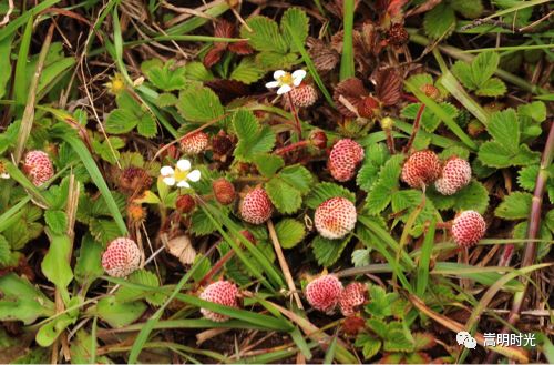 云南山里红色苦的野果,云南野生黄泡果几月熟
