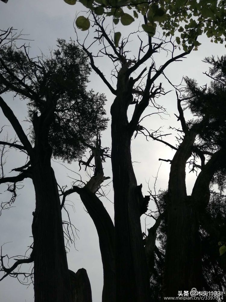 枣庄薛城邹坞镇中陈郝村,枣庄中陈郝村在哪里