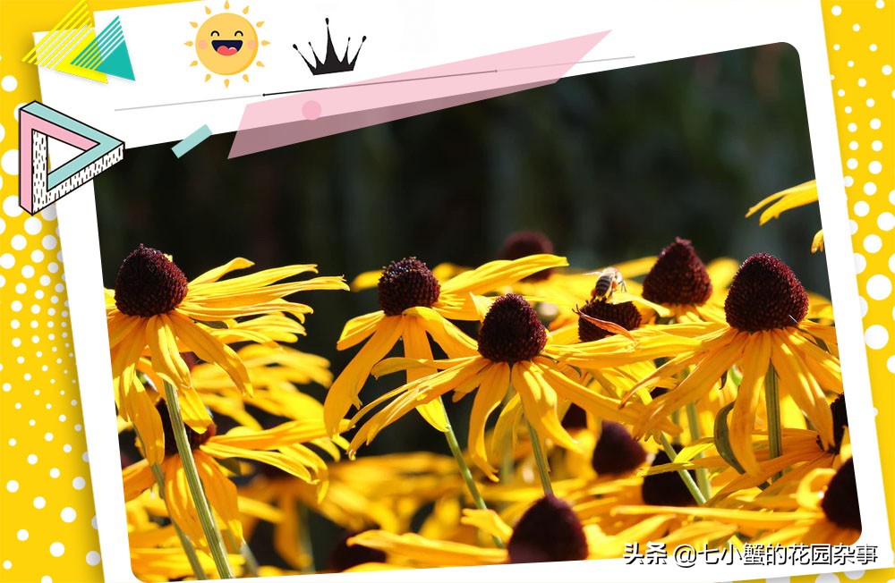 冬季北方可以露地过冬的宿根花卉,北方耐寒的花卉有哪些室内品种