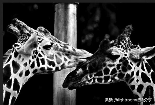 摄影黑白和彩色图对比,摄影黑白和彩色的关系