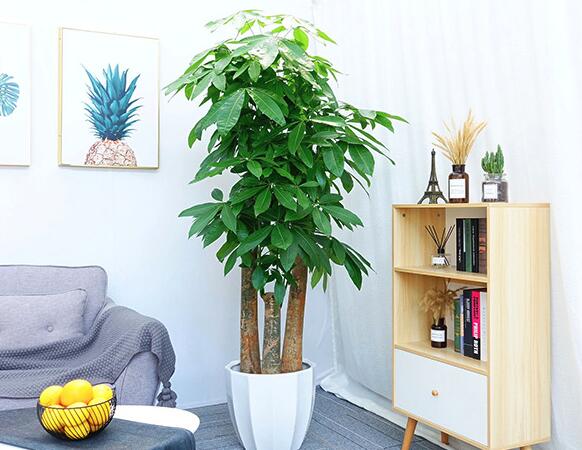 招财进宝马上来财正确摆放位置,招财和守财如何摆放