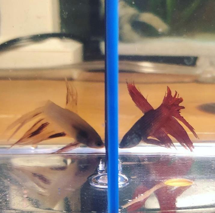 外国女子救下崩溃男子,外国女生救斗鱼