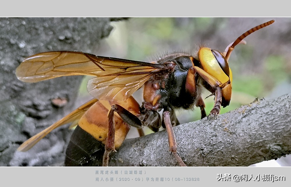 秋季如何防昆虫进屋,秋季防胡蜂知识
