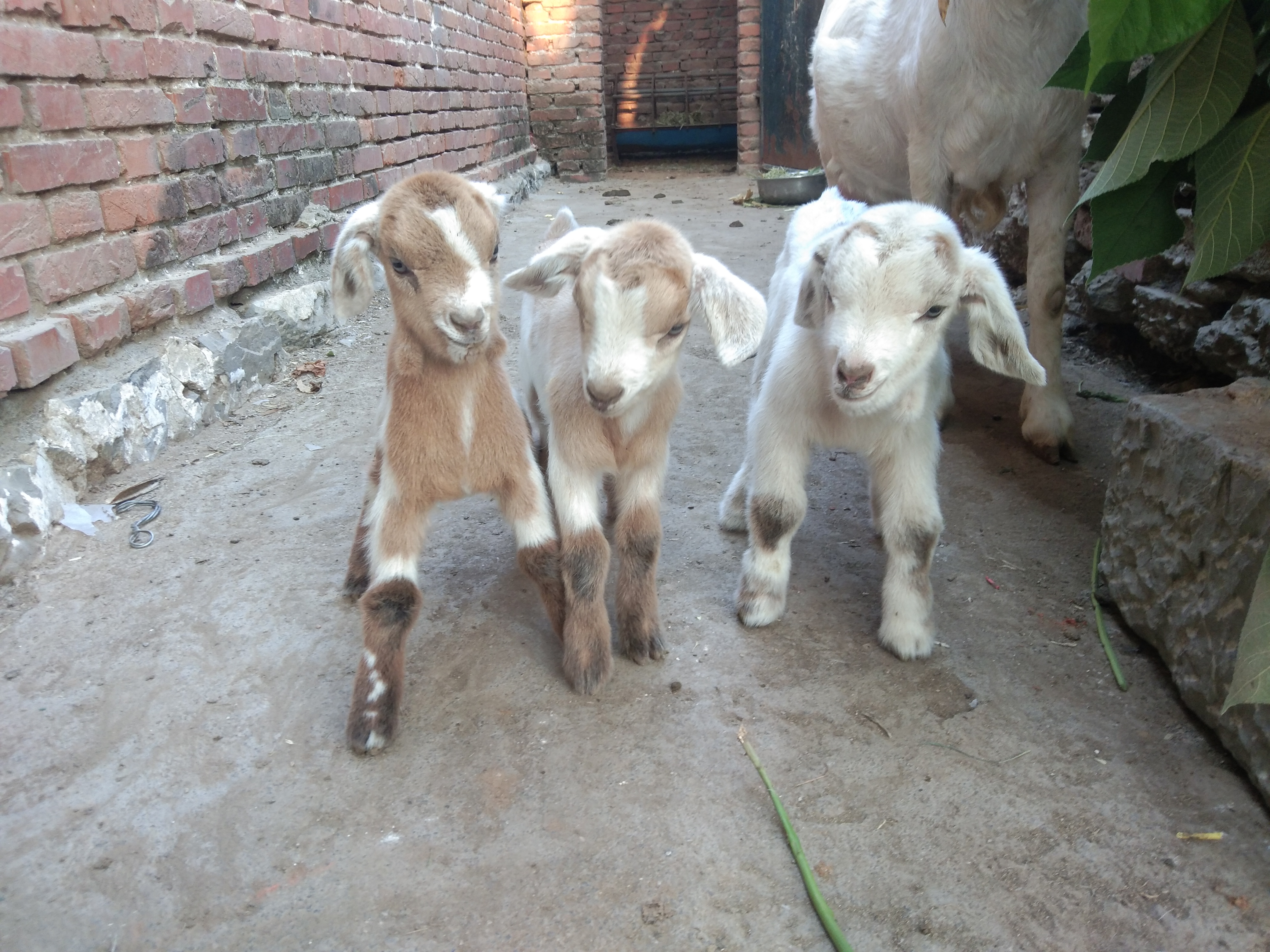 治疗和预防小羊羔软瘫的“万能”方子，收钱看病的请玩泥巴去吧