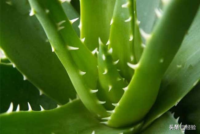 芦荟的养殖技术和管理方法,芦荟的养殖管理