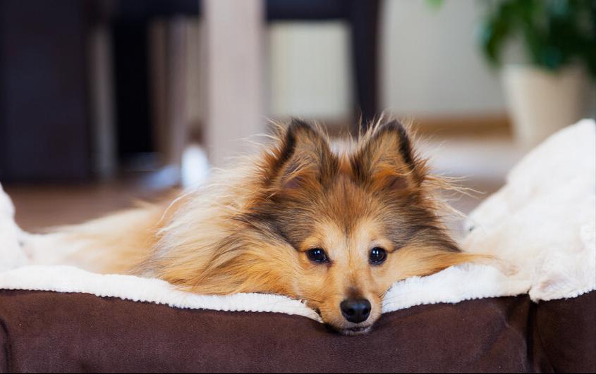 建议新手养的10种安静小型狗,建议新手养的10种安静狗小泰迪