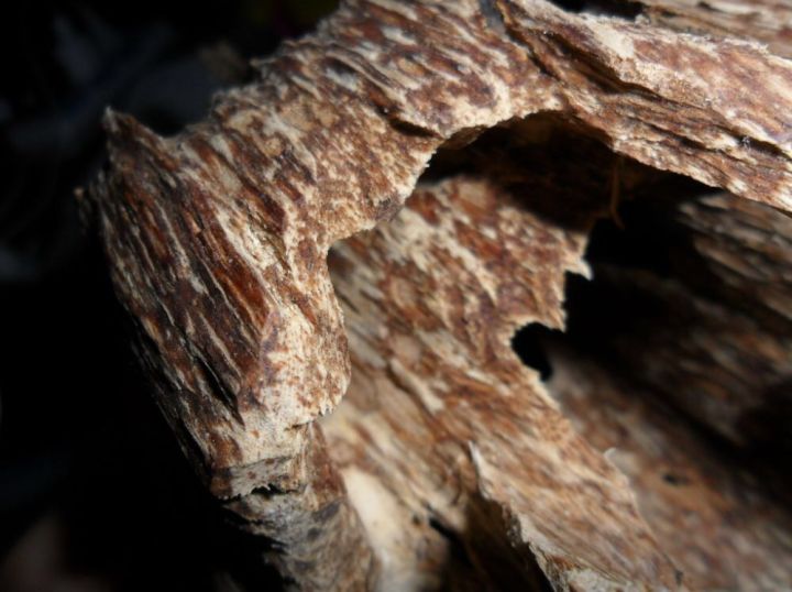 关于沉香的几个常识你都了解吗,关于沉香的几个常识你都了解