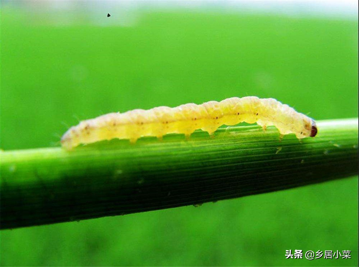 种植的菠菜根烂了怎么处理,菠菜虫害防治