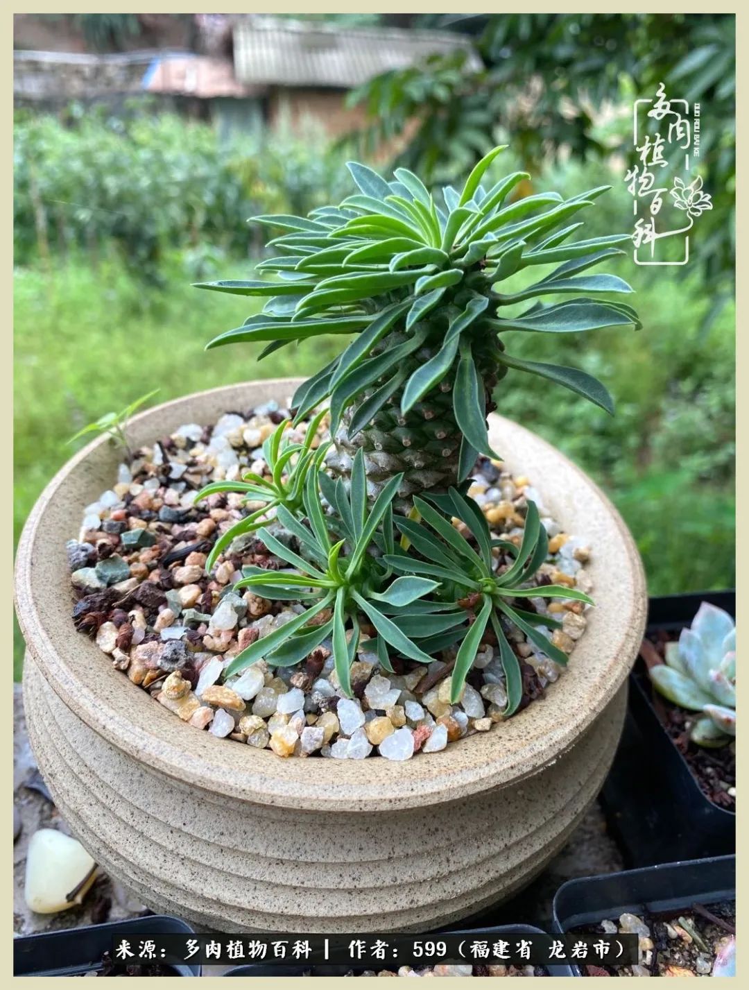 生活需要努力也需要花草,所有的热爱都需要不遗余力图片