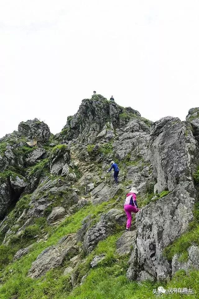 探秘汉中,汉中一村子窜入野生羚牛