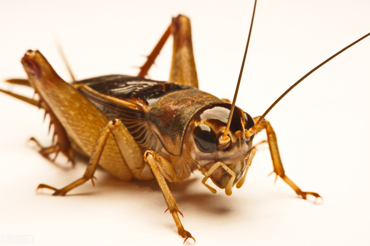 捉蟋蟀教程,捉大蟋蟀的简单方法