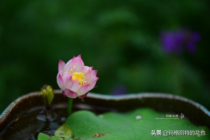 碗莲需要重复种植吗,碗莲种植不容易