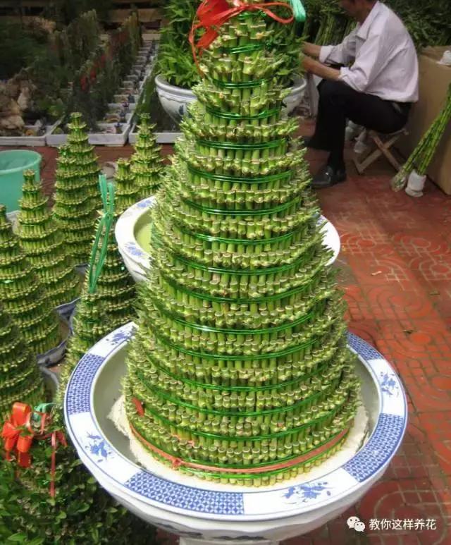 家里三种最旺财的花卉,家里招财旺宅的花