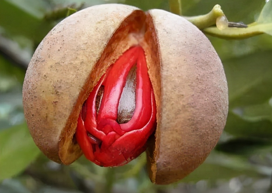 古人常说豆蔻是指女子多少岁,在中国古代文化中豆蔻指什么