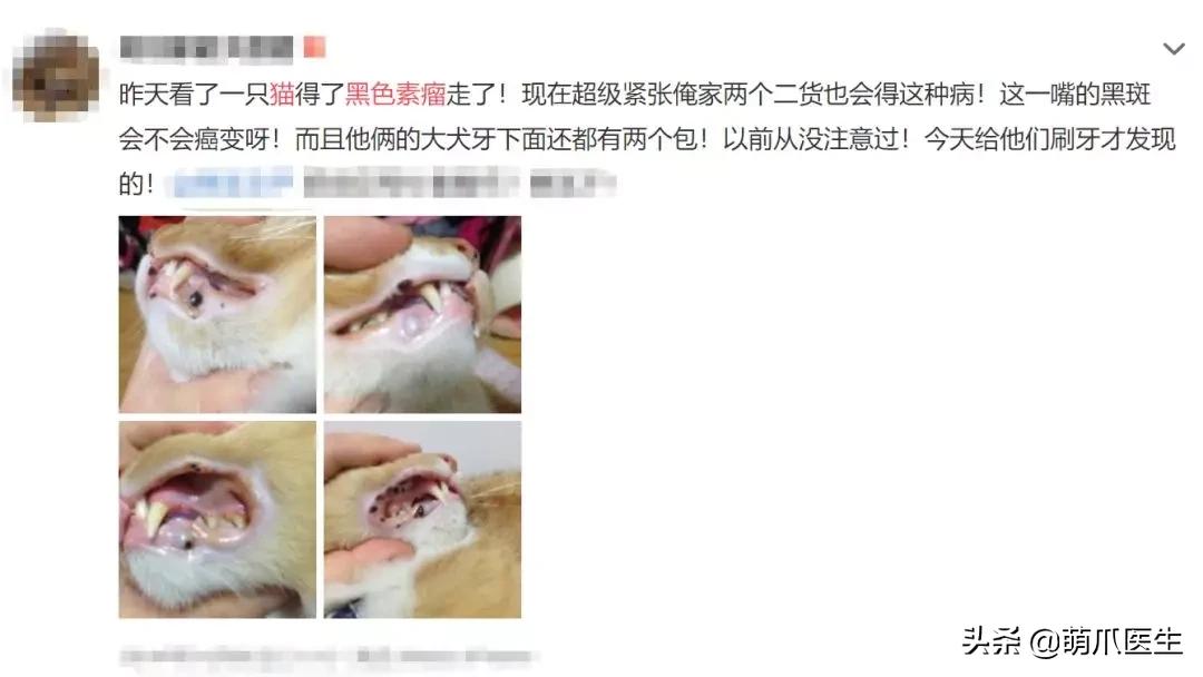 猫咪皮肤有黑斑点还很容易掉毛,猫咪身上有黑色斑点是怎么回事