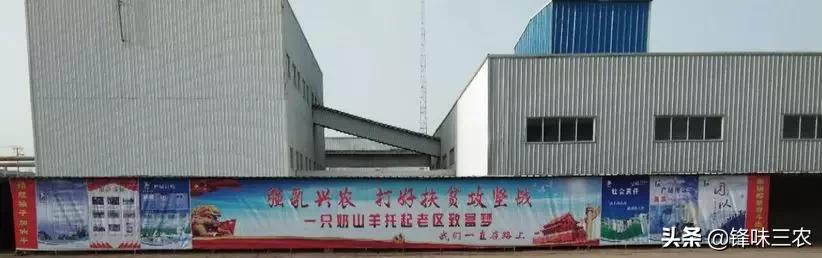 探秘山东最大羊奶厂！羊奶到底有没有膻味？