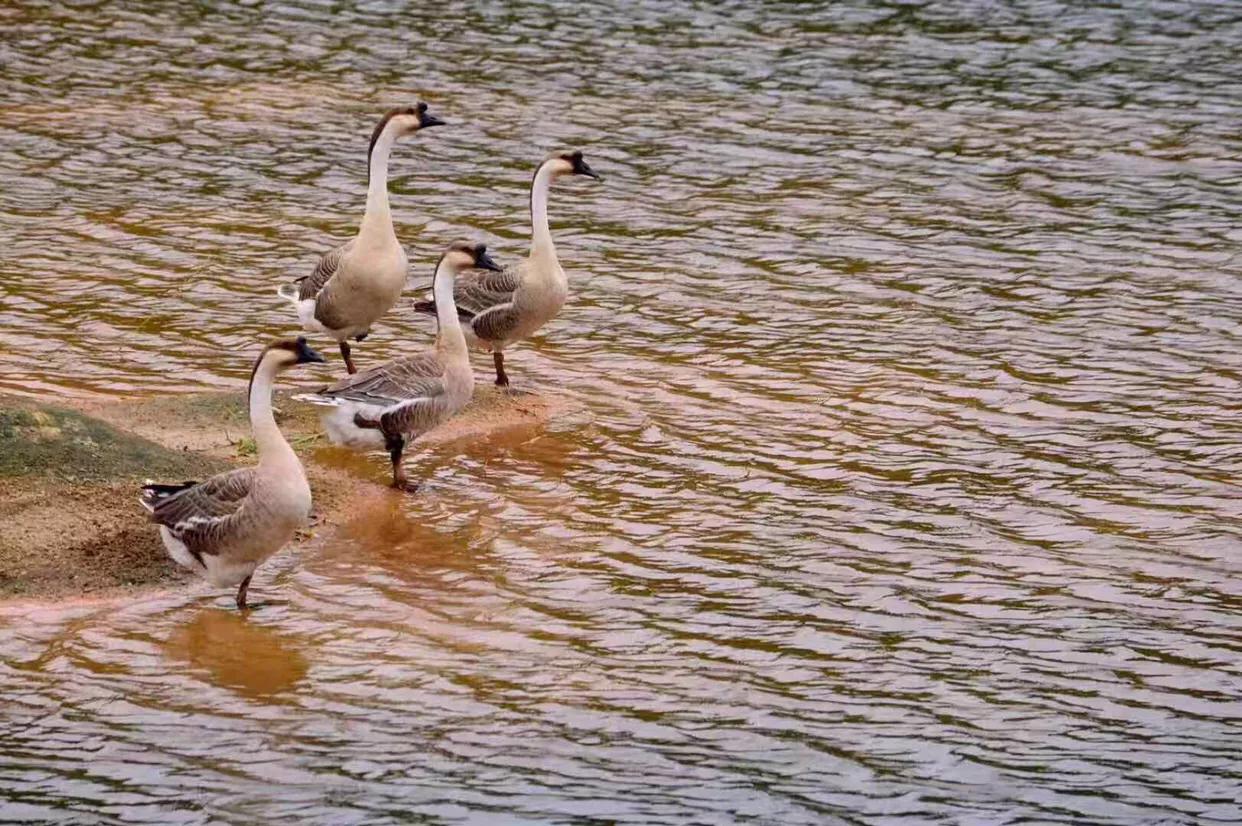 开心部落视频,开心部落平凉