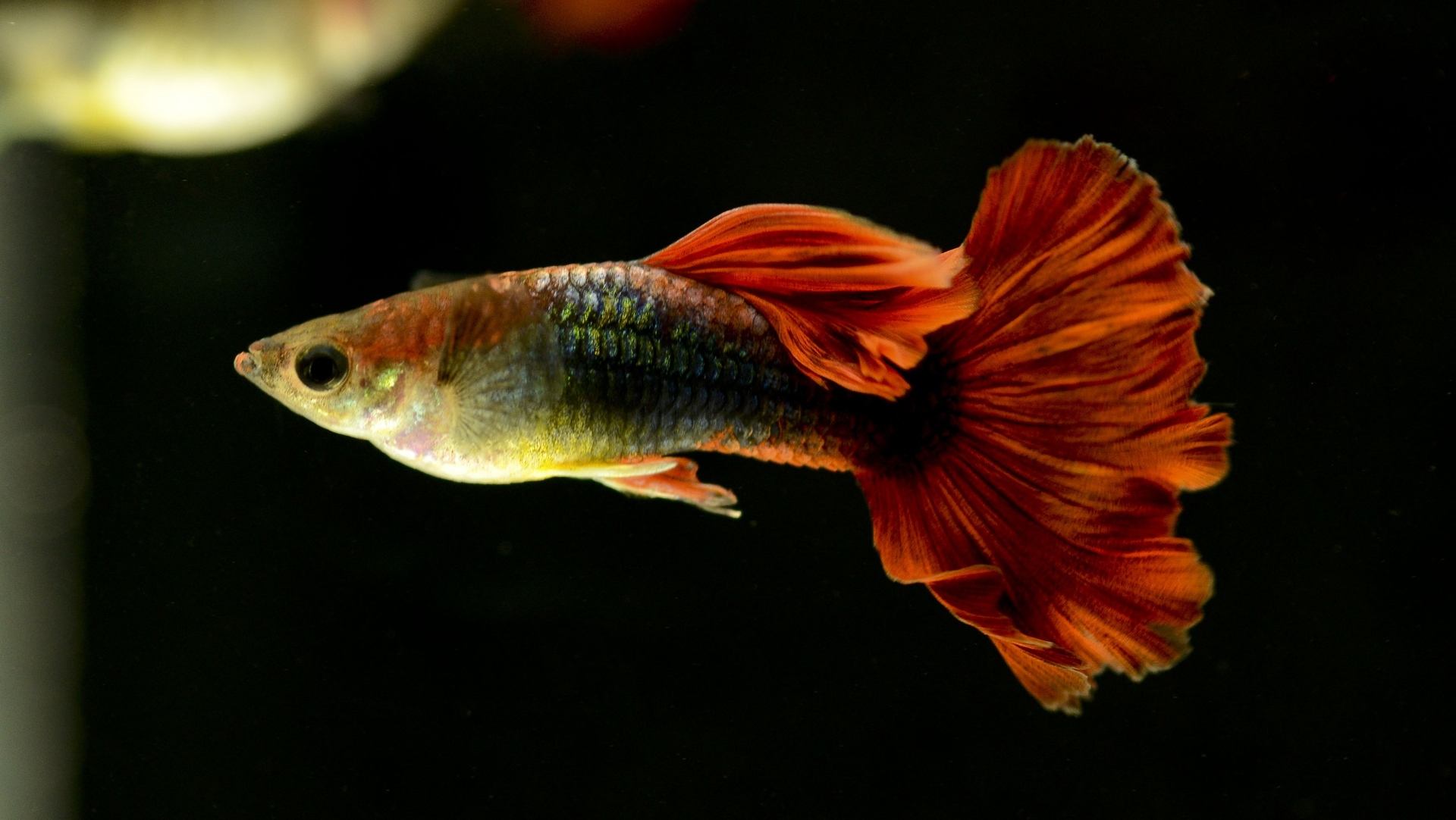 啥鱼不用加热棒也能养,用加热棒最好养的十款热带鱼