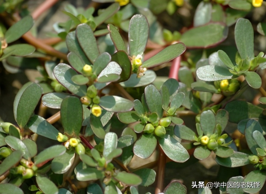 救命的马齿苋大医本草堂,中药救命药哪三种