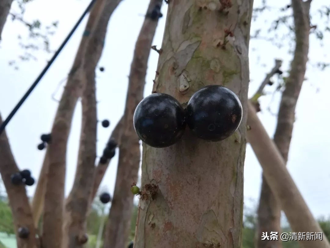 神奇！太平金门有种长在树干上的果子！