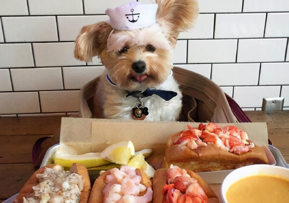 古话说猫来穷狗来富是真的吗,狗来富猫来穷有这样的说法吗