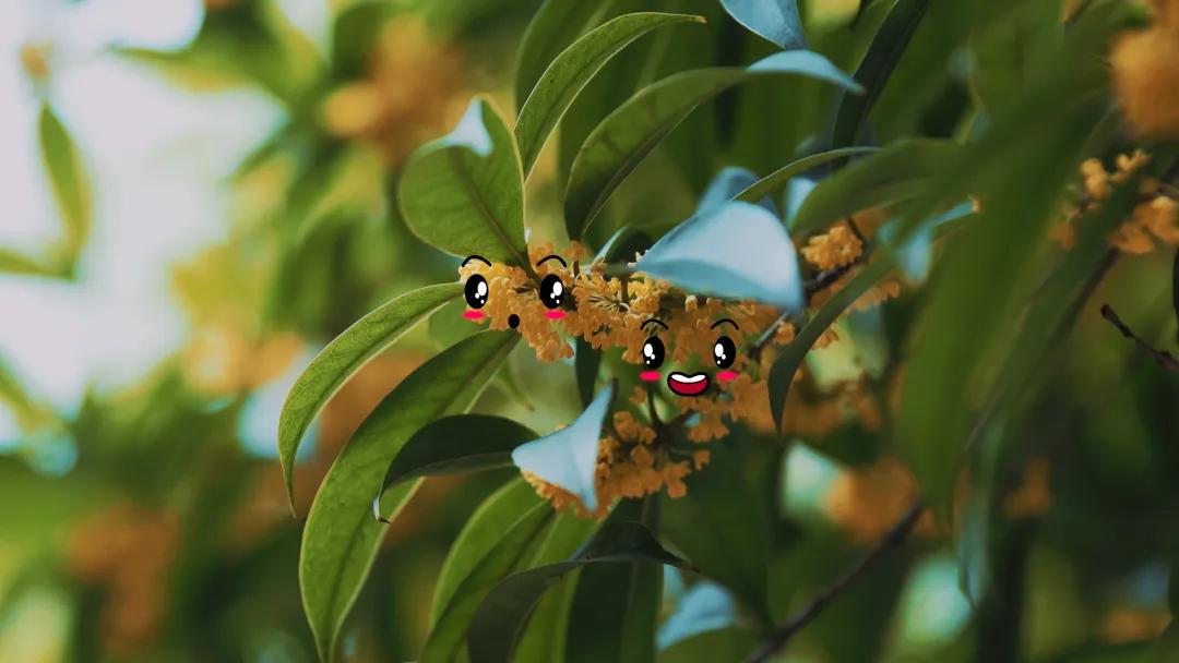 双流，我被你香醒了