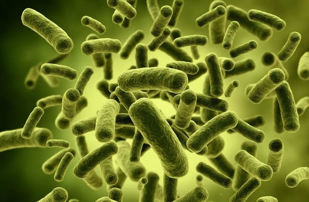 水产养殖中,不同有益菌有不同作用!菌类到底怎么用?