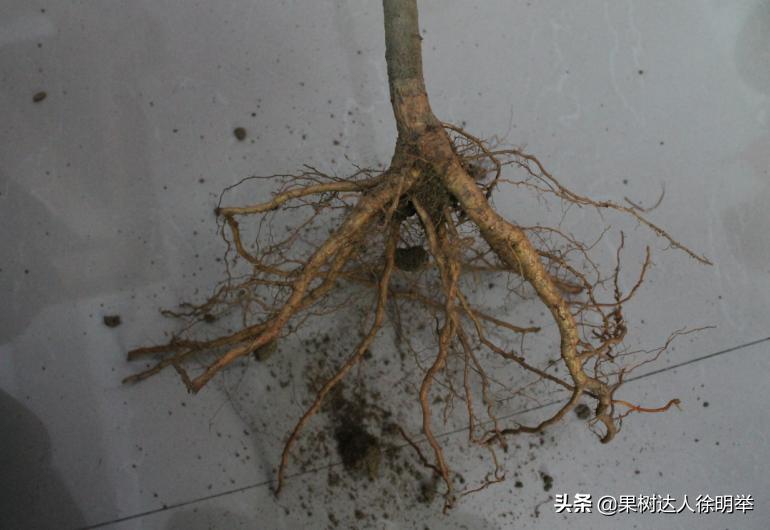 中桃金魁桃特性,桃是浆果类水果