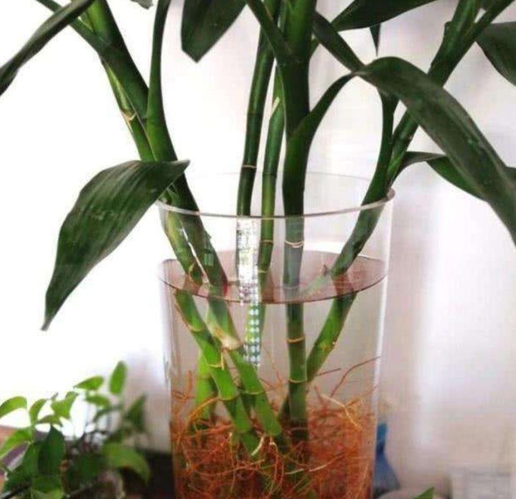 富贵竹爱黄叶、水发臭?“剪一刀”就解决了