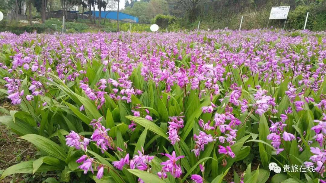 吴博士:让我们认识认知认同白及