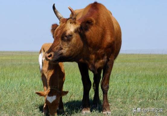 怎样提高肉牛养殖效益,如何提高养牛业经济效益