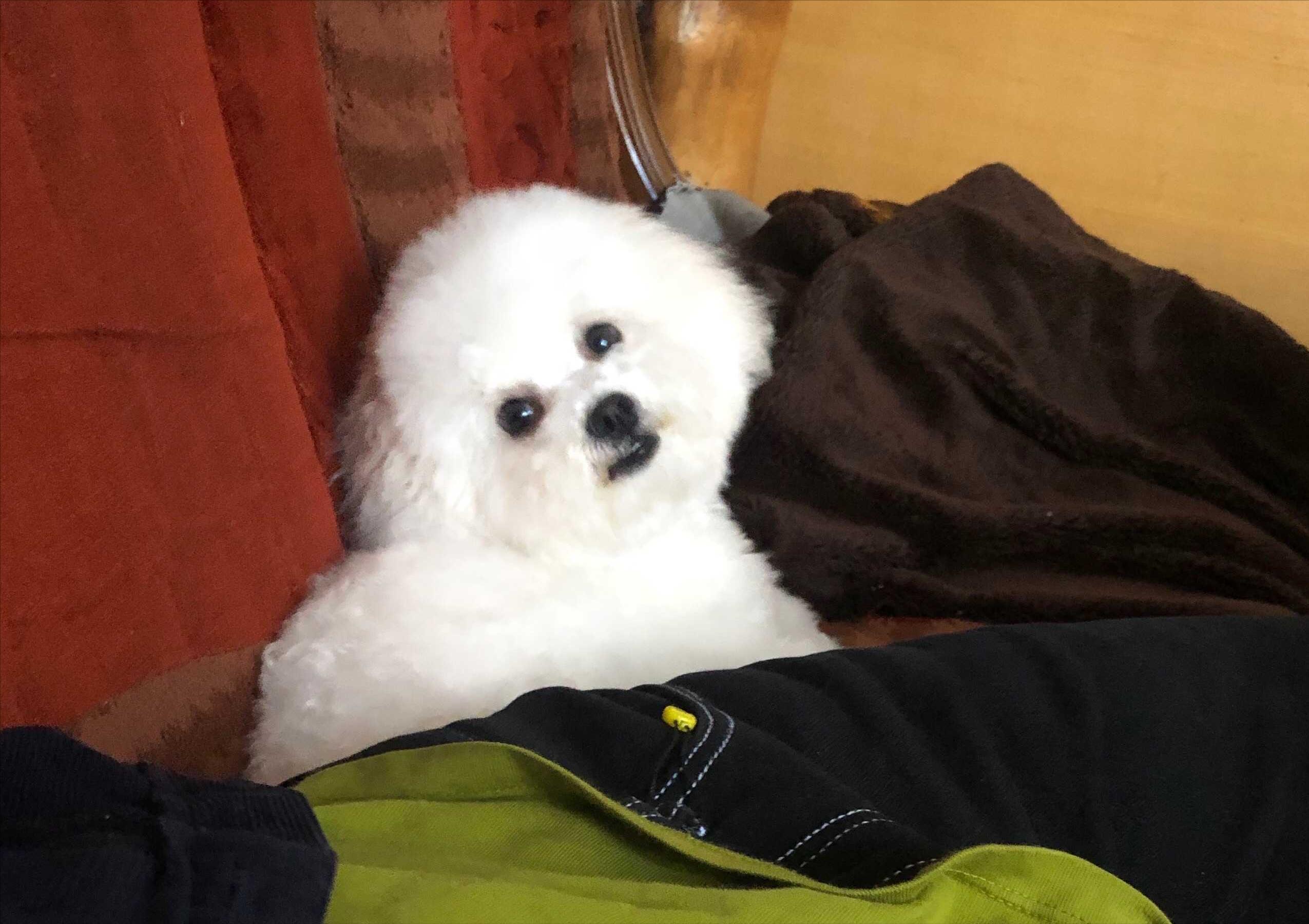 这6种狗很危险,这6种比熊犬不能买再喜欢也不行