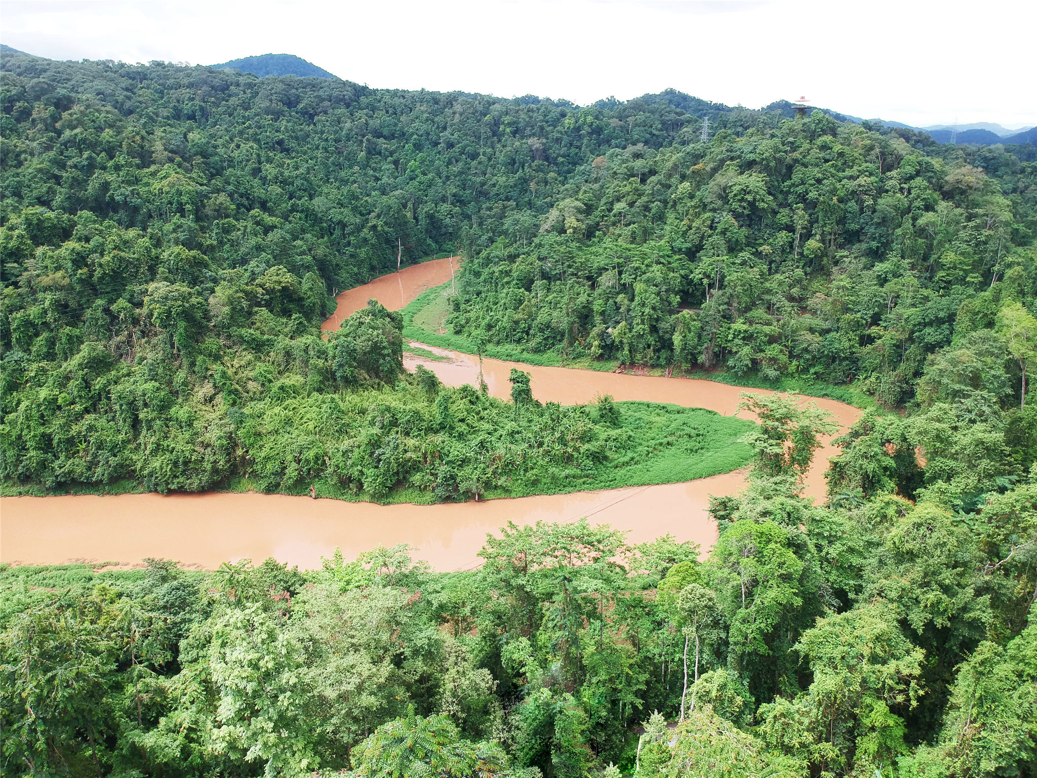 热带雨林丛林深处望天树图片,热带雨林中的望天树