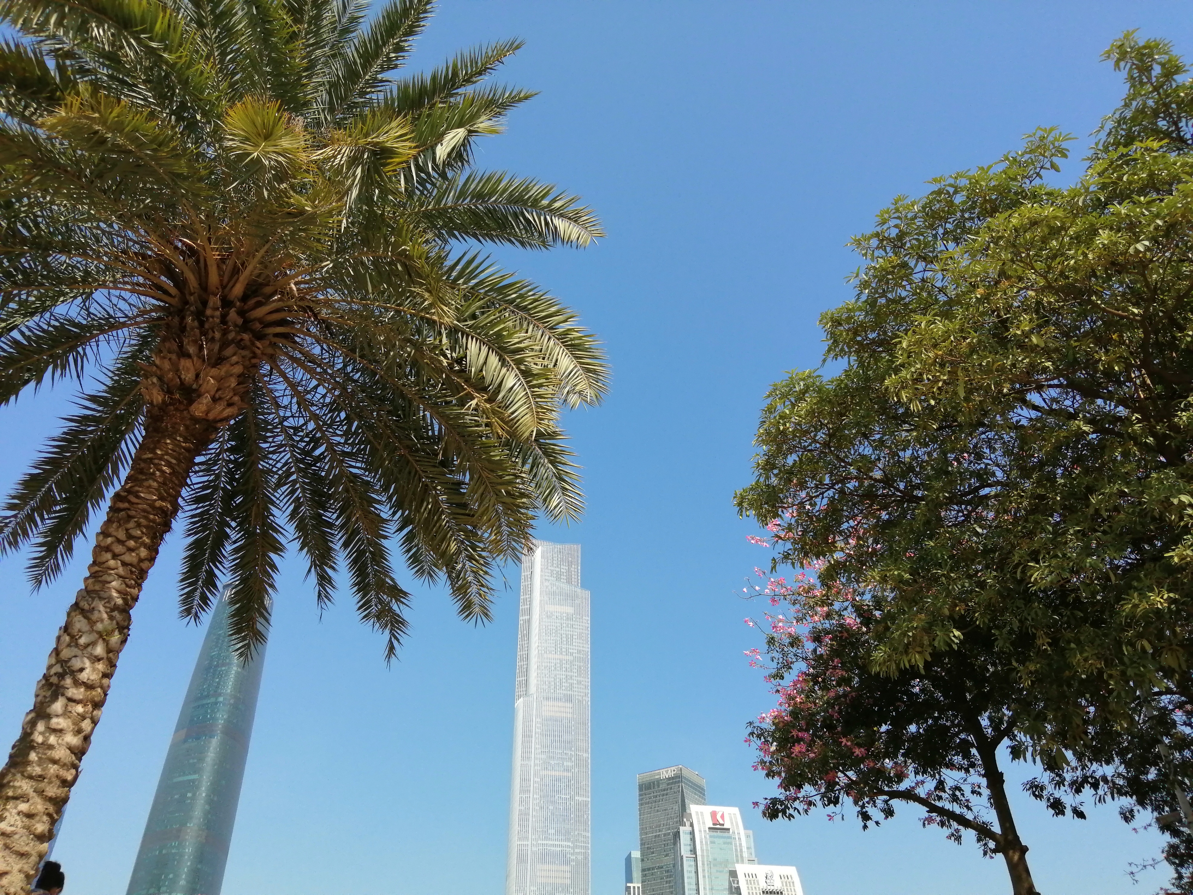 广州海心沙亚运公园广州塔格桑花,游广州海心沙公园