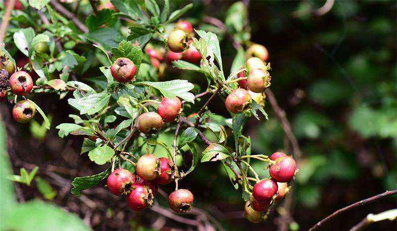 野山楂药用功效,中药材野山姜