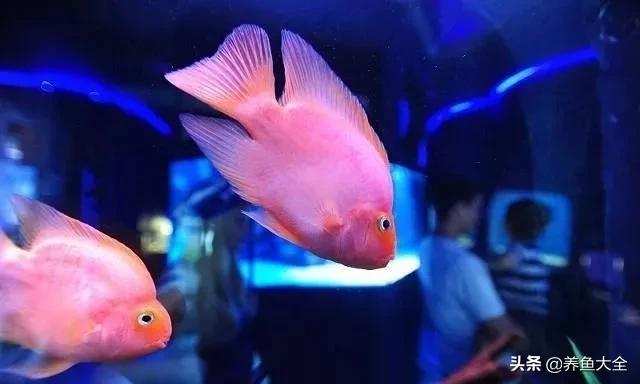 观赏鱼总打架怎么办,观赏鱼老是打架怎么办